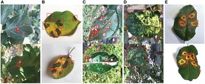 EADD-YOLO: An efficient and accurate disease detector for apple leaf using improved lightweight YOLOv5